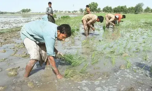 Water worries grip KP farmers amid Indus Treaty concerns Water worries grip KP farmers amid Indus Treaty concerns
