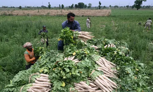 PTI lambasts govt for ‘crippling farm sector’ PTI lambasts govt for ‘crippling farm sector’