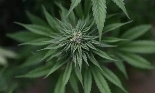 US reclassifies certain marijuana products as a less-dangerous drug