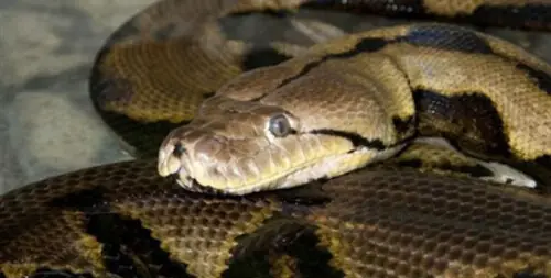 Death of youngster by snakebite sparks protest in KP