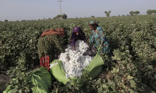 Cotton stocks at &lsquo;lowest ebb&rsquo; ahead of ginning season