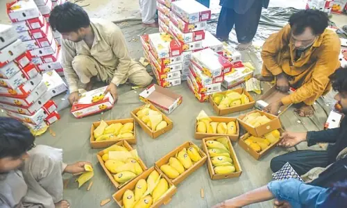 Mango harvest in a bind