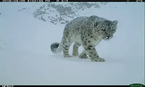Iconic snow leopard makes a comeback in rugged terrain of Chitral