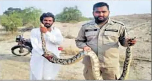 Wildlife officials release python in ts natural habitat Wildlife officials release python in ts natural habitat