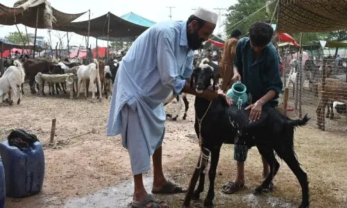 Banned outfits, NGOs stopped from collecting hides on Eid in Mansehra