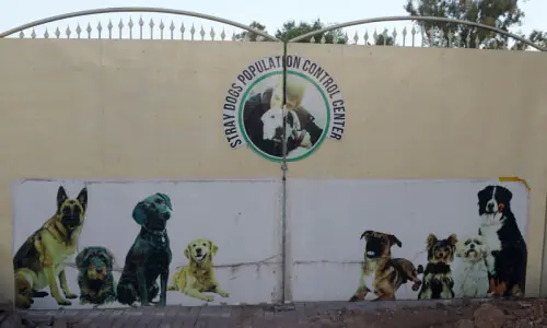 High court bans killing of stray dogs