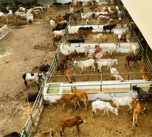 Inflation, urban challenges push more people towards ‘collective qurbani’ Inflation, urban challenges push more people towards ‘collective qurbani’