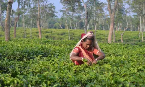 A century of unbroken chains in Sylhet tea gardens