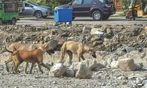 Sindh reports over 85,000 dog-bite cases in four months Sindh reports over 85,000 dog-bite cases in four months
