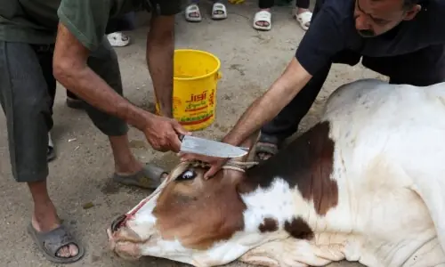 Health experts caution against eating meat immediately after sacrifice Health experts caution against eating meat immediately after sacrifice
