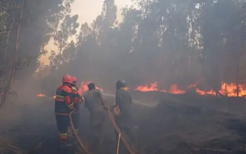 Kamalia forest fire burns trees on 200 acres Kamalia forest fire burns trees on 200 acres