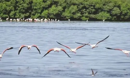 Flamingos’ killing at Islamabad’s Rawal Lake raises alarm Flamingos’ killing at Islamabad’s Rawal Lake raises alarm