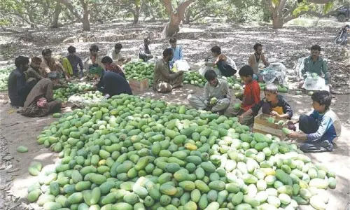 Artificial sweeteners hurting mango industry Artificial sweeteners hurting mango industry