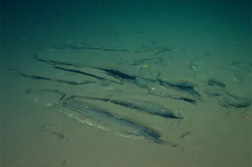 World’s largest whale graveyard discovered by Chinese sub World’s largest whale graveyard discovered by Chinese sub