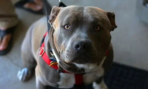 Man convicted in France after pit bull killed pregnant girlfriend
