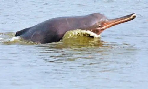 Indus dolphin sanctuary to be set up at Panjnad