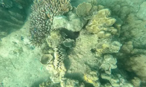 Vast areas of coral reef could resist climate change: study Vast areas of coral reef could resist climate change: study