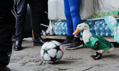 Merlin the duck wins hearts in Mexico for his support of the country's World Cup football team Merlin the duck wins hearts in Mexico for his support of the country's World Cup football team