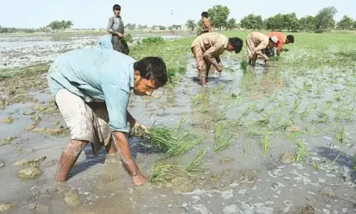 Farmers to get crop-specific climate advisories under FAO plan Farmers to get crop-specific climate advisories under FAO plan