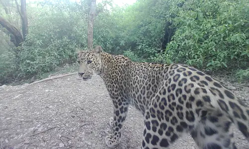 The leopard princess of Islamabad