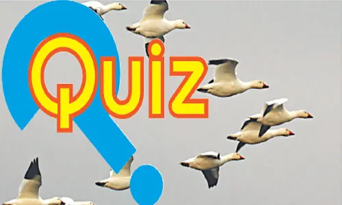Quiz: Birds Quiz: Birds