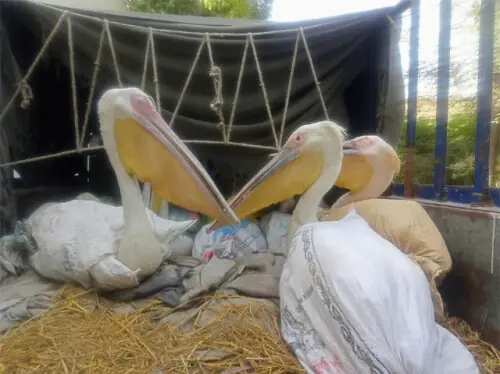 16 pelicans rescued, three alleged poachers held in Jamshoro 16 pelicans rescued, three alleged poachers held in Jamshoro