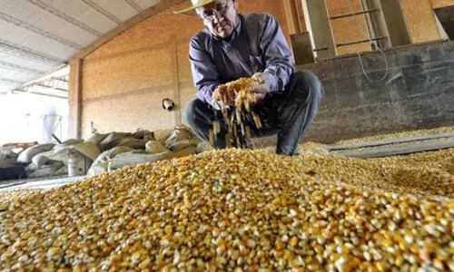 Genetically modified maize licences likely to be renewed