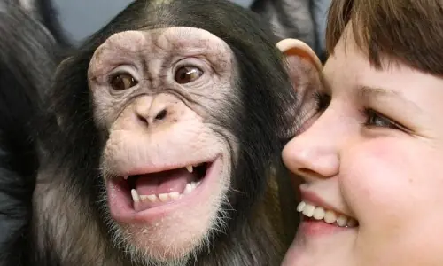 Humans and great apes show similar rhythmic pattern in laughter