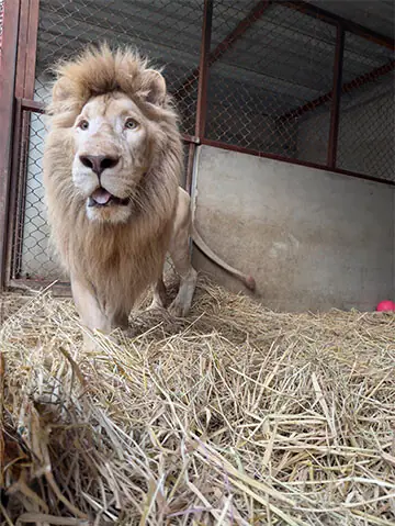 Lion kept at private zoo in poor condition rescued, moved to sanctuary