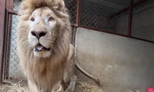 Lion kept at private zoo in poor condition rescued, moved to sanctuary Lion kept at private zoo in poor condition rescued, moved to sanctuary