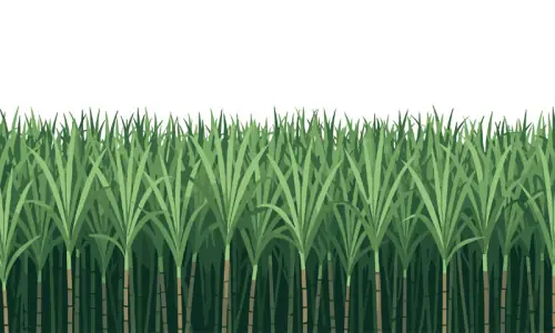 Sugarcane encroaching on cotton&rsquo;s land