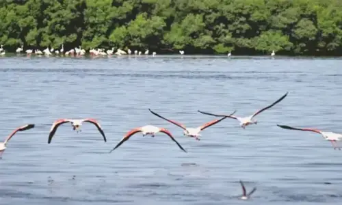 Number of flamingos at Rakh Khanpur sanctuary rises to 43 Number of flamingos at Rakh Khanpur sanctuary rises to 43