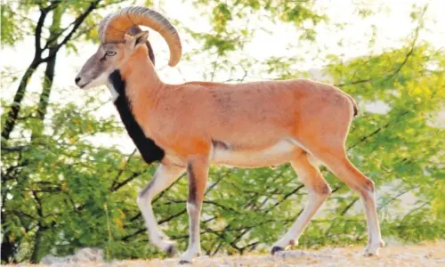 Conservation sees urial rebounding in Salt Range Conservation sees urial rebounding in Salt Range