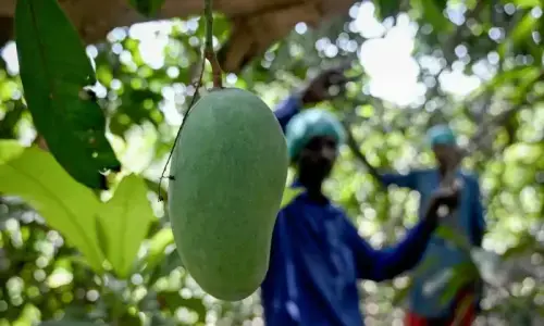Mangoes in distress Mangoes in distress