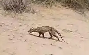 Rare civet cat released into habitat after rescue Rare civet cat released into habitat after rescue
