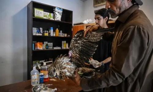 Wildlife rescuers help birds hit with dehydration, heatstroke survive Pakistan's hotter summers