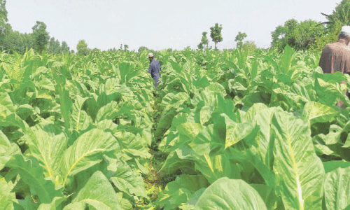 Growers protest &lsquo;violation&rsquo; of tobacco purchase agreement by company in KP's Charsadda