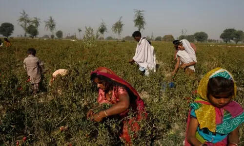 Pakistan publishes its agriculture census, revealing the federation beneath our fields
