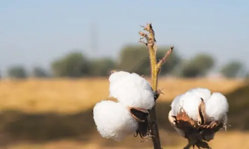 Early cotton arrivals hit record 527,900 bales Early cotton arrivals hit record 527,900 bales