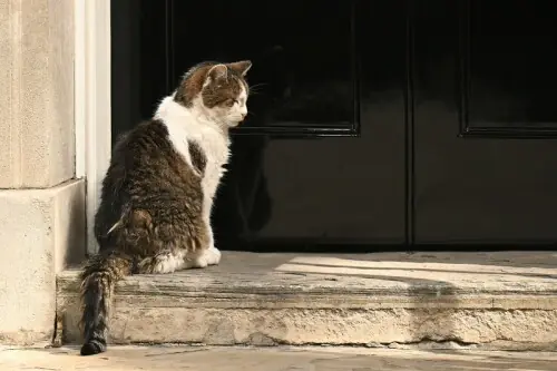 'Politicians come and go': Larry the cat welcomes 7th prime minister 'Politicians come and go': Larry the cat welcomes 7th prime minister