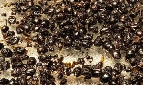 South Korea restaurant owner faces jail for ant sorbet