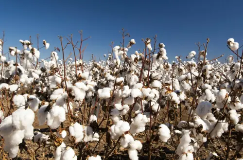 Policy delays cost agriculture billions: OICCI