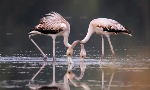 Let&rsquo;s stalk the pink chicks of Muzaffargarh