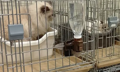 'Glad everyone&rsquo;s safe': Sigh of relief after 25 cats escape Japan mall damaged by quake