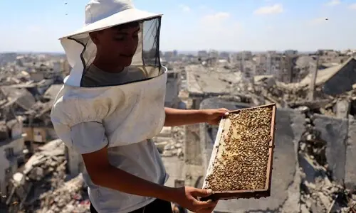 With fields destroyed and hives lost, Gaza's beekeepers struggle to start over