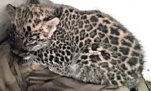 Leopard cub recovered in breeding farm raid in Lahore Leopard cub recovered in breeding farm raid in Lahore