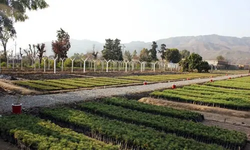 Plan formulated to protect newly-planted saplings in KP Plan formulated to protect newly-planted saplings in KP