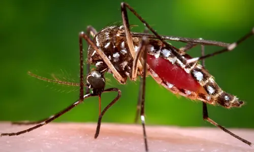 Peshawar villages continue to record sporadic dengue cases Peshawar villages continue to record sporadic dengue cases