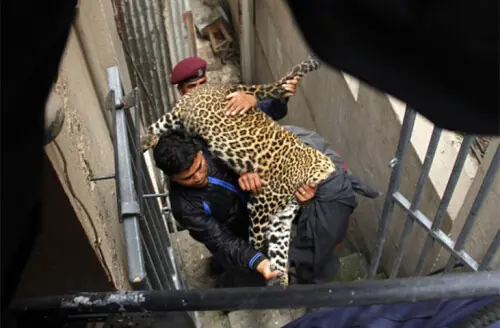 Living with leopards in the Himalayas