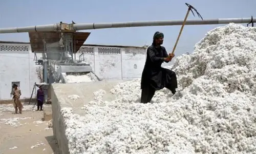 Cotton production jumps 32 per cent